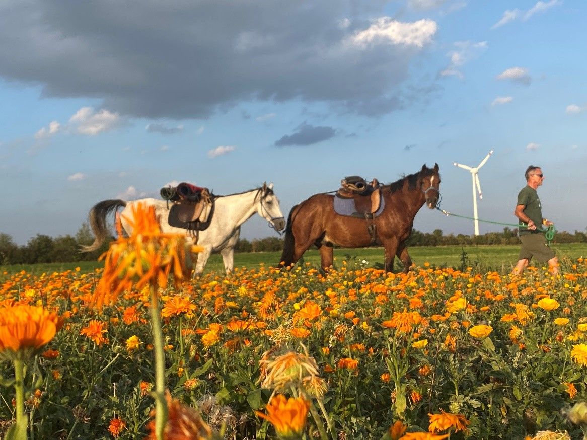 A man leads two horses through a field full of orange flowers, with a wind turbine in the background.