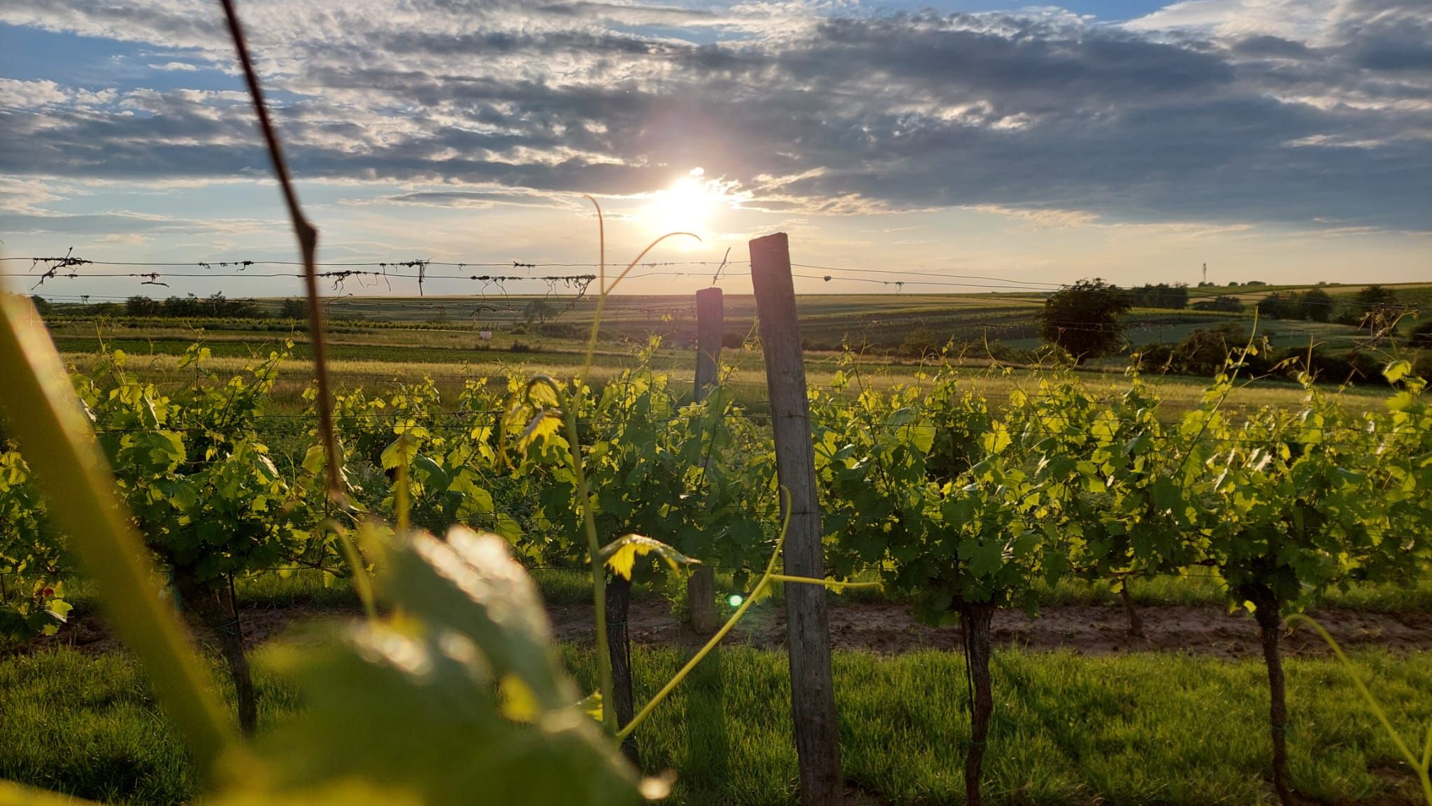Sunset over a vineyard with green vines and a cloudy sky.
