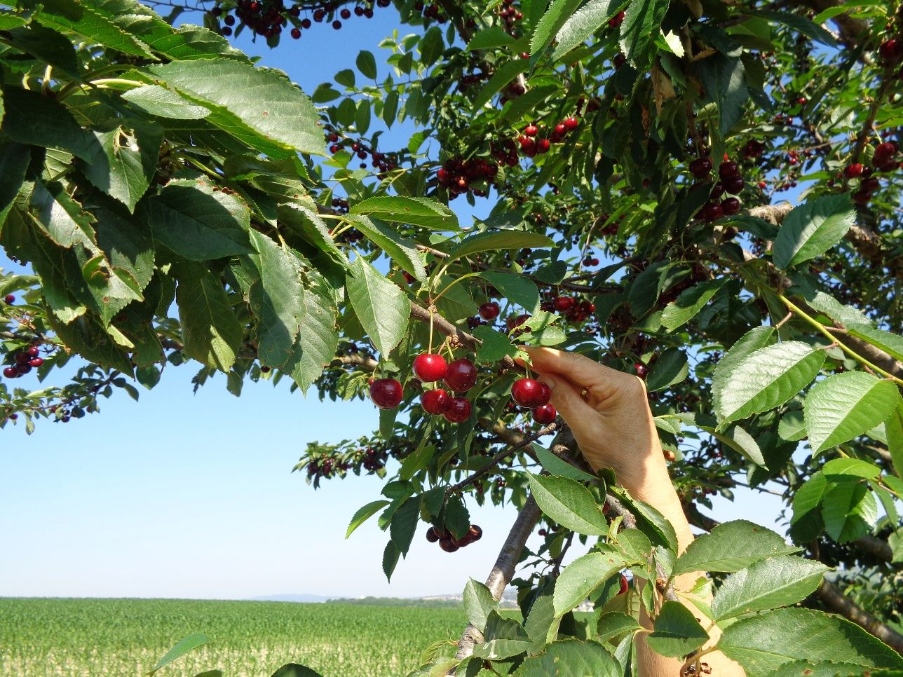Cherry avenue