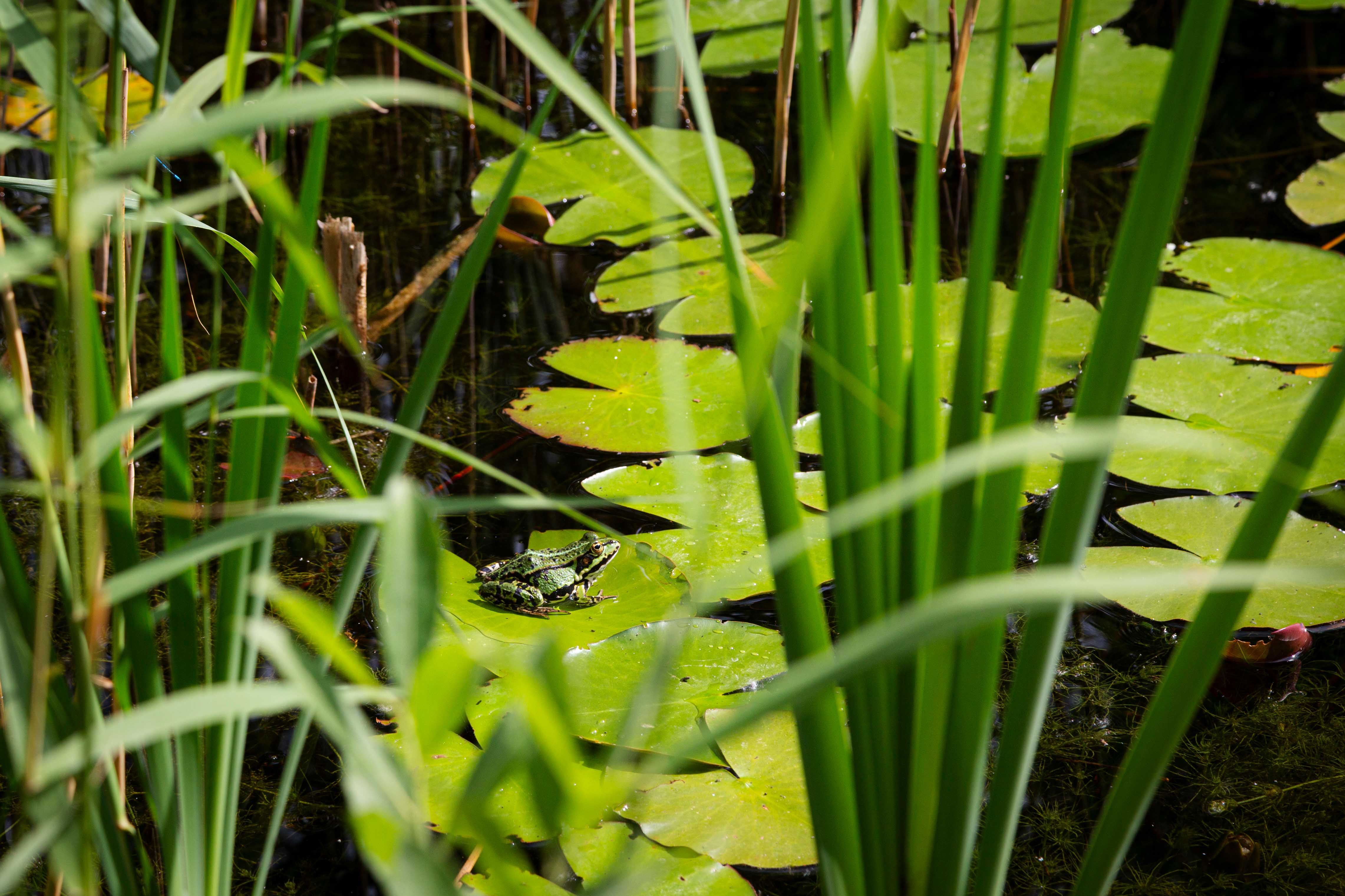 Frog in the pond