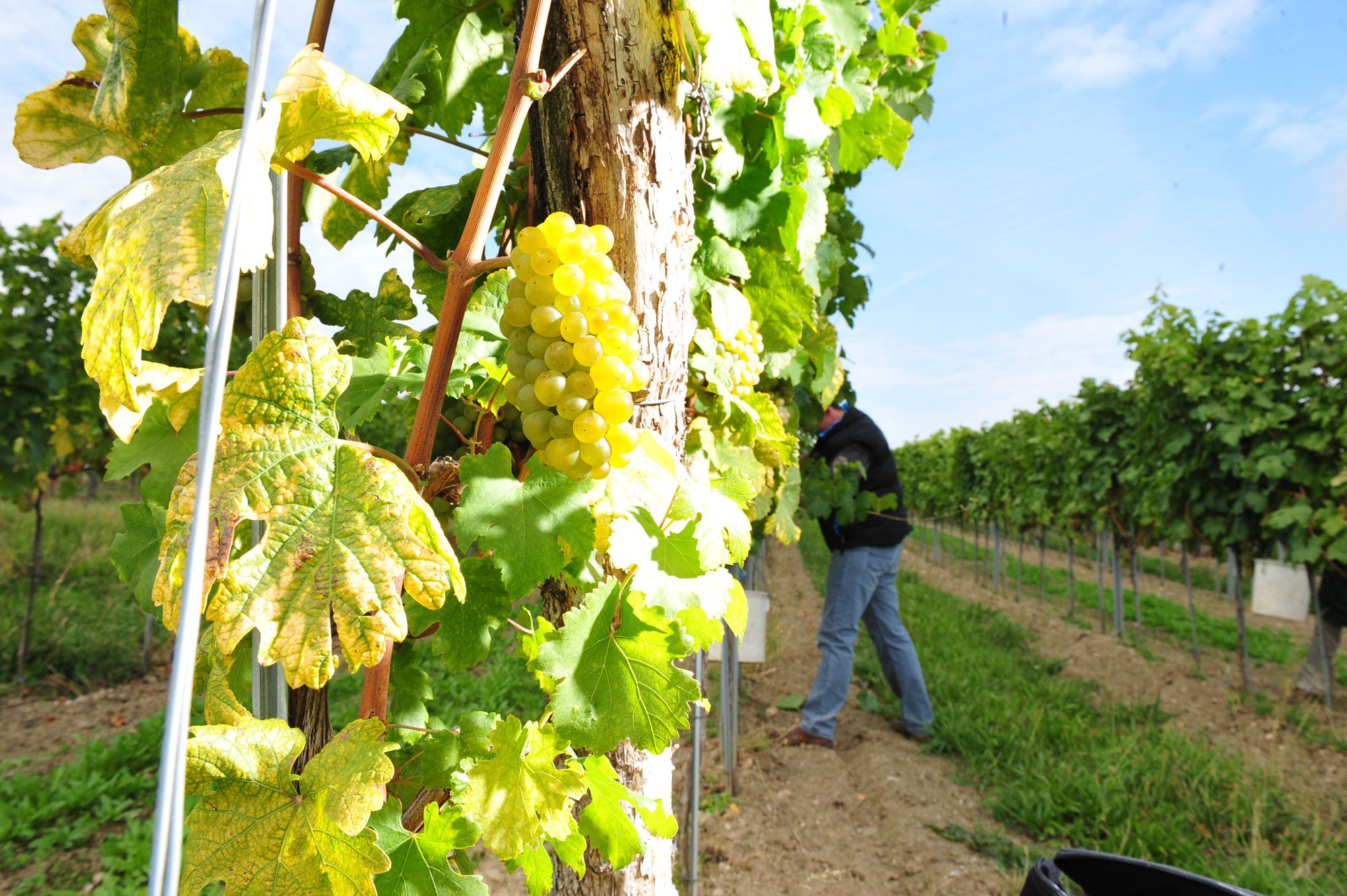 Winery Thomas Herndler