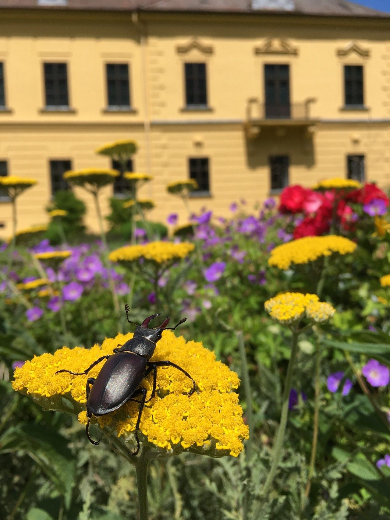 Walk through Eckartsau, Eckartsau Castle Park