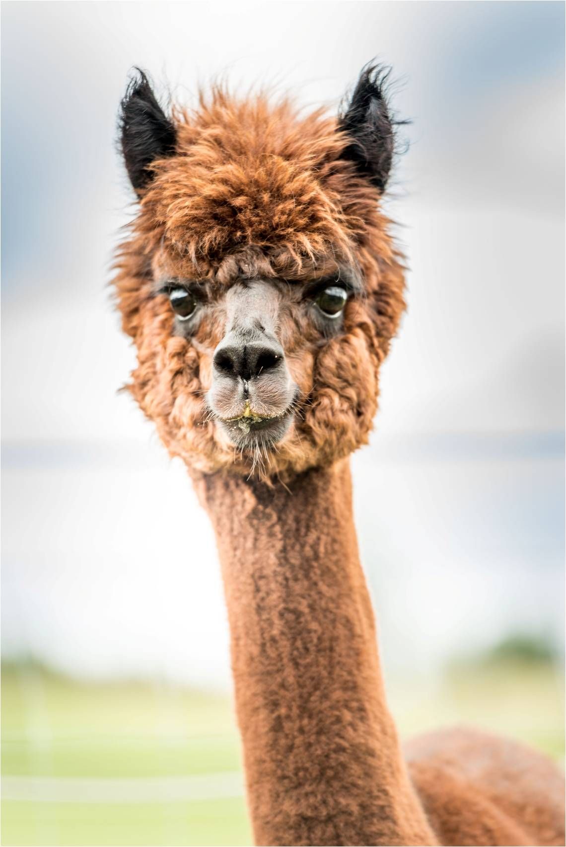 Close-up of a brown alpaca with curly fur and large eyes against a blurred background.
