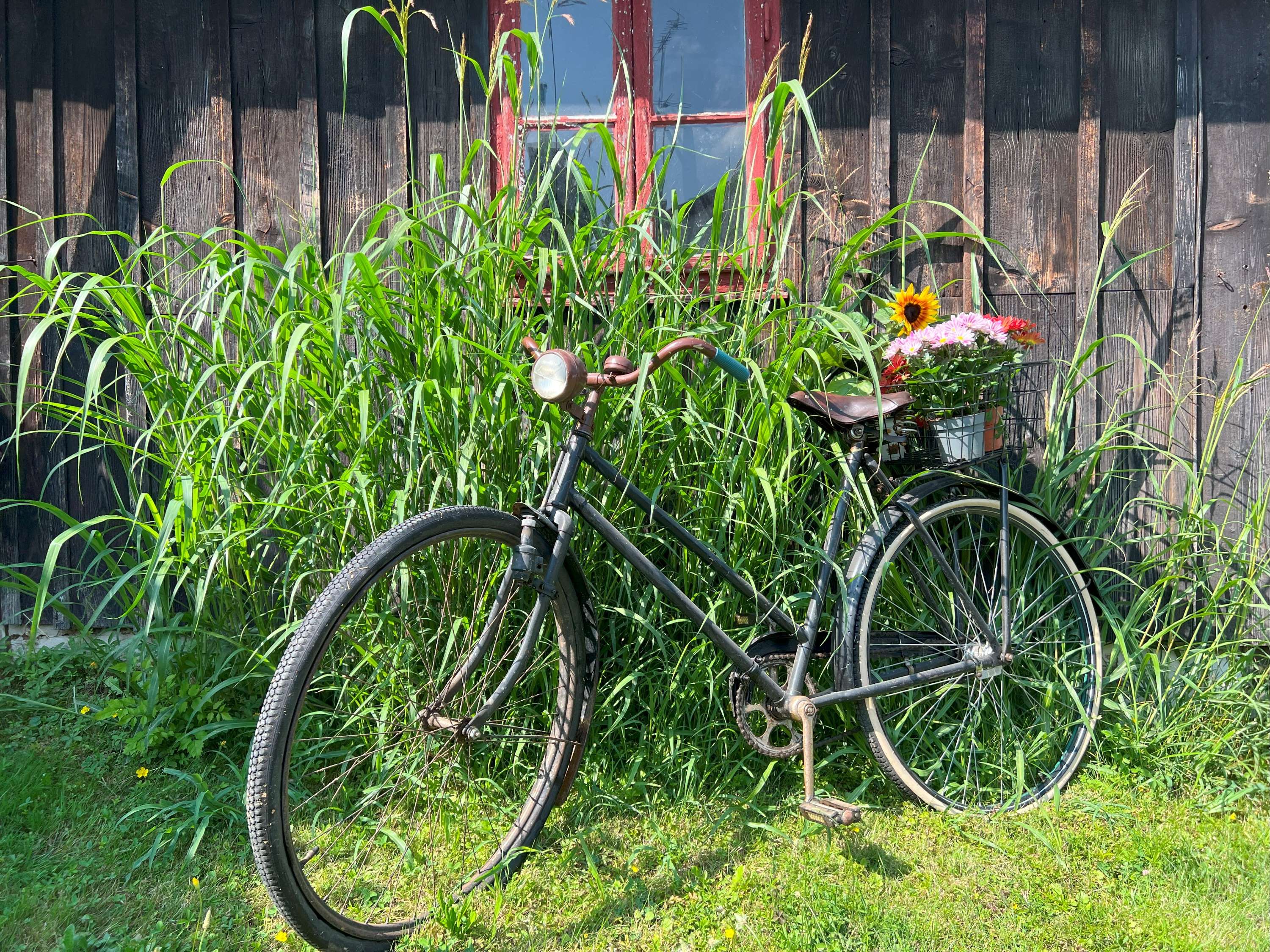 An old bicycle with a basket full of flowers stands in front of a wooden wall surrounded by tall grass.