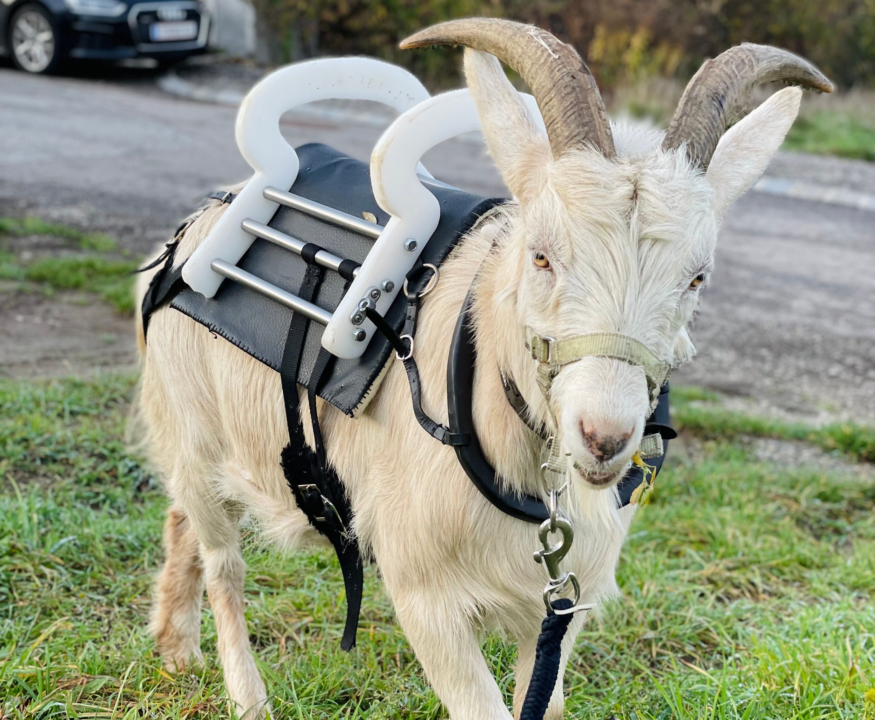 A goat with a special harness and handles on its back stands in a meadow.