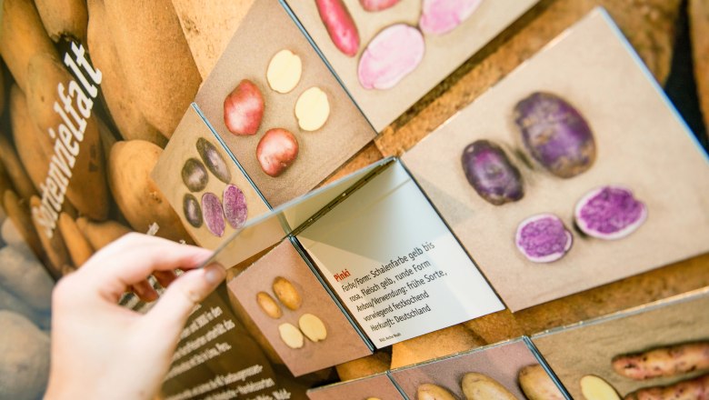 Close-up of a hand turning the pages of an information card about potato varieties in a museum.