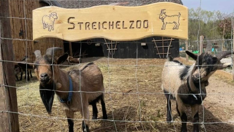 Two goats stand behind a fence in the petting zoo.