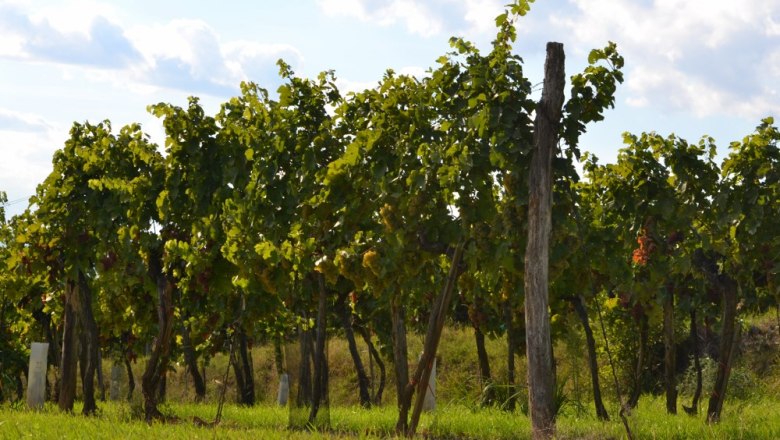 Vines in the sunlight with a blue sky and clouds in the background.