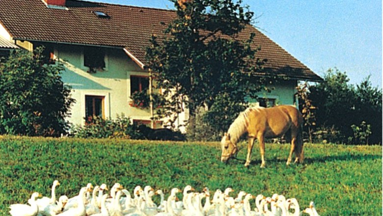 Schildorfer organic farm, © Bio-Bauernhof Schildorfer A farm with geese and a horse in a meadow.