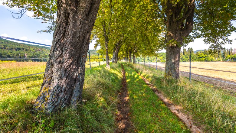 A narrow, grassy path between trees and a fence in a meadow.