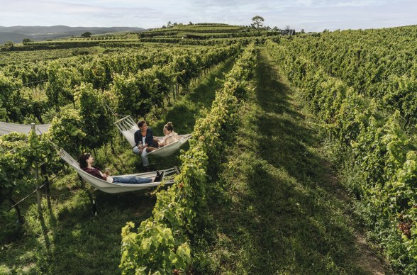 Not everything that hangs in the vineyard is a grape., © Julius Hirtzberger