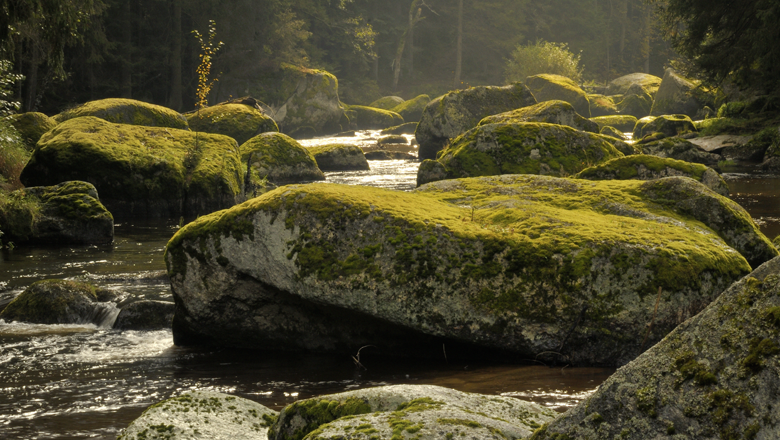 River with moss-covered rocks in the Kamp Valley ("Kamptal" in German).