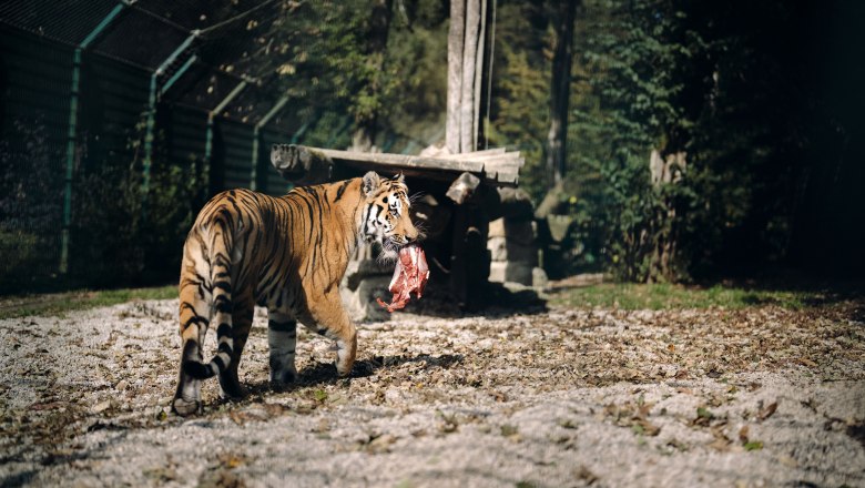 City of Haag Zoo, © Moststraße, dochbodnliacht