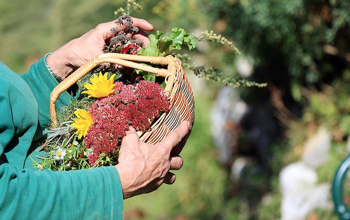Person holding a basket of colorful flowers and herbs in the garden.