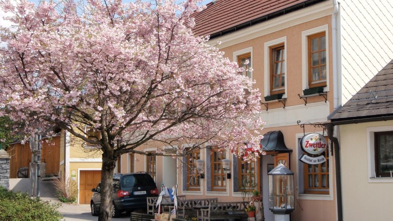 A blossoming tree in front of an inn with a Zwettler sign.