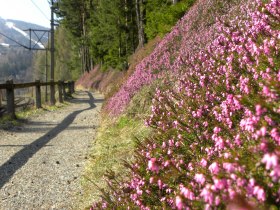 Blumen am Bahnwanderweg, &copy; Wiener Alpen in Nieder&ouml;sterreich