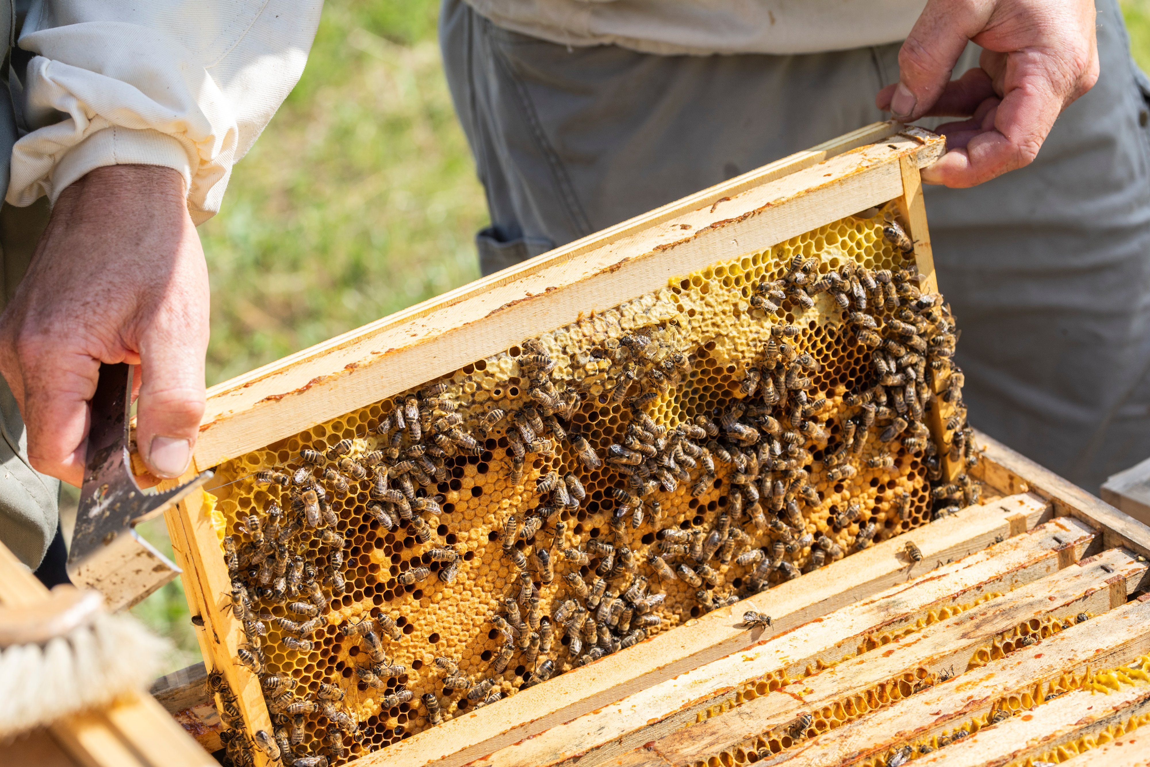 Organic beekeeping Fuchsteiner