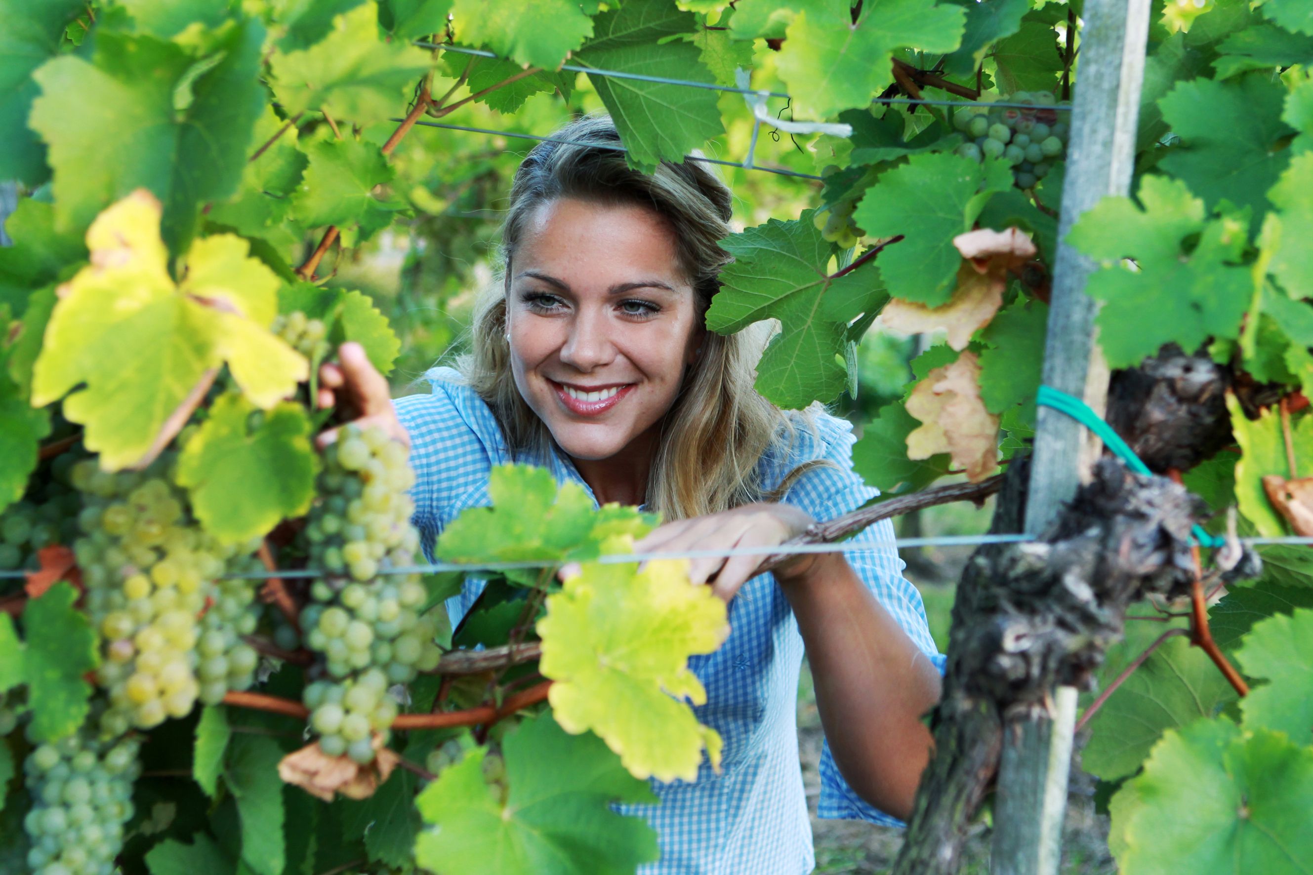 Woman in a vineyard looking through vines.
