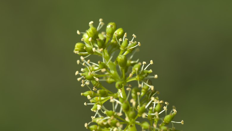 Close-up of a green plant flower with small buds and stamens against a blurred background.
