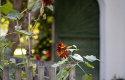 Inmitten der malerischen Kulisse des Museumsdorfes blühen Sonnenblumen in warmen Rottönen und verleihen dem Garten eine lebendige Atmosphäre. Die sanften Strahlen der Sonne tauchen die Umgebung in ein goldenes Licht, während die alte Holztür im Hintergrund eine nostalgische Stimmung verbreitet.