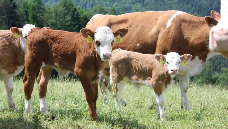 Cows and calves in a green meadow with a forest in the background.