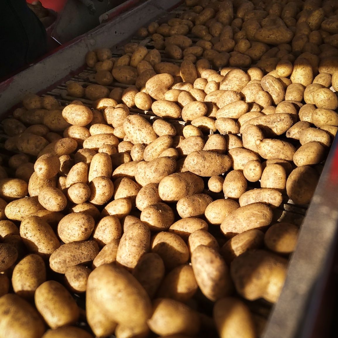 Potatoes on a conveyor belt in the sun.