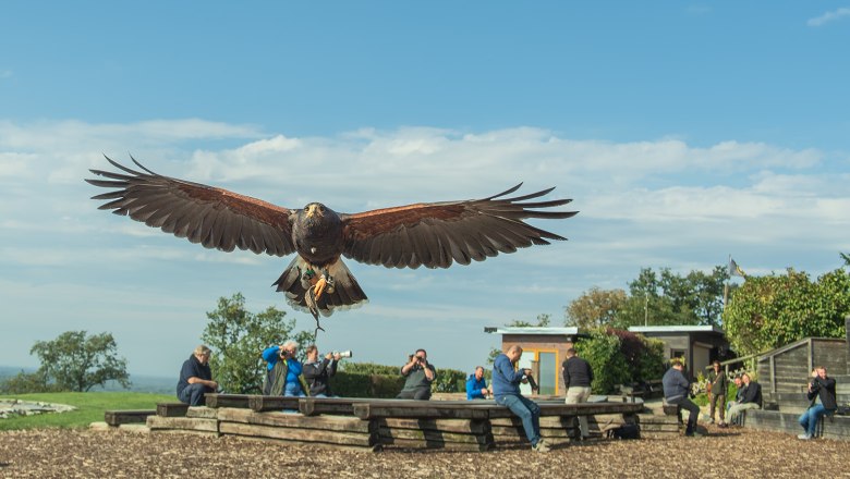 A bird of prey flies directly towards the camera, while people sit on a bench in the background and take photos.