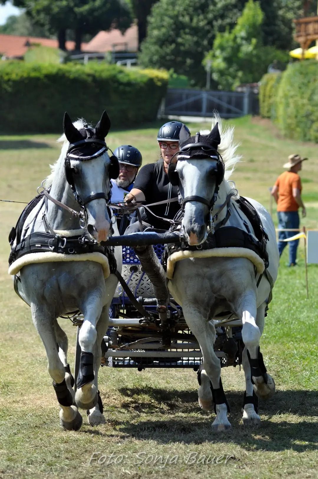 Carriage by the lime trees 