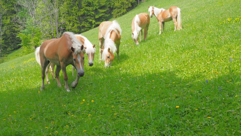 Spindlhof, © Spindlhof