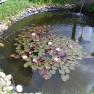 Garden pond, © Privatzimmer Fam. Glaser