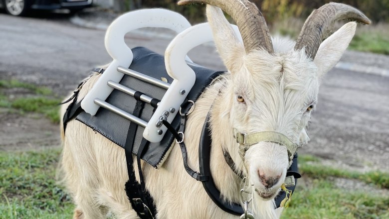 A goat with a special harness and handles on its back stands in a meadow.