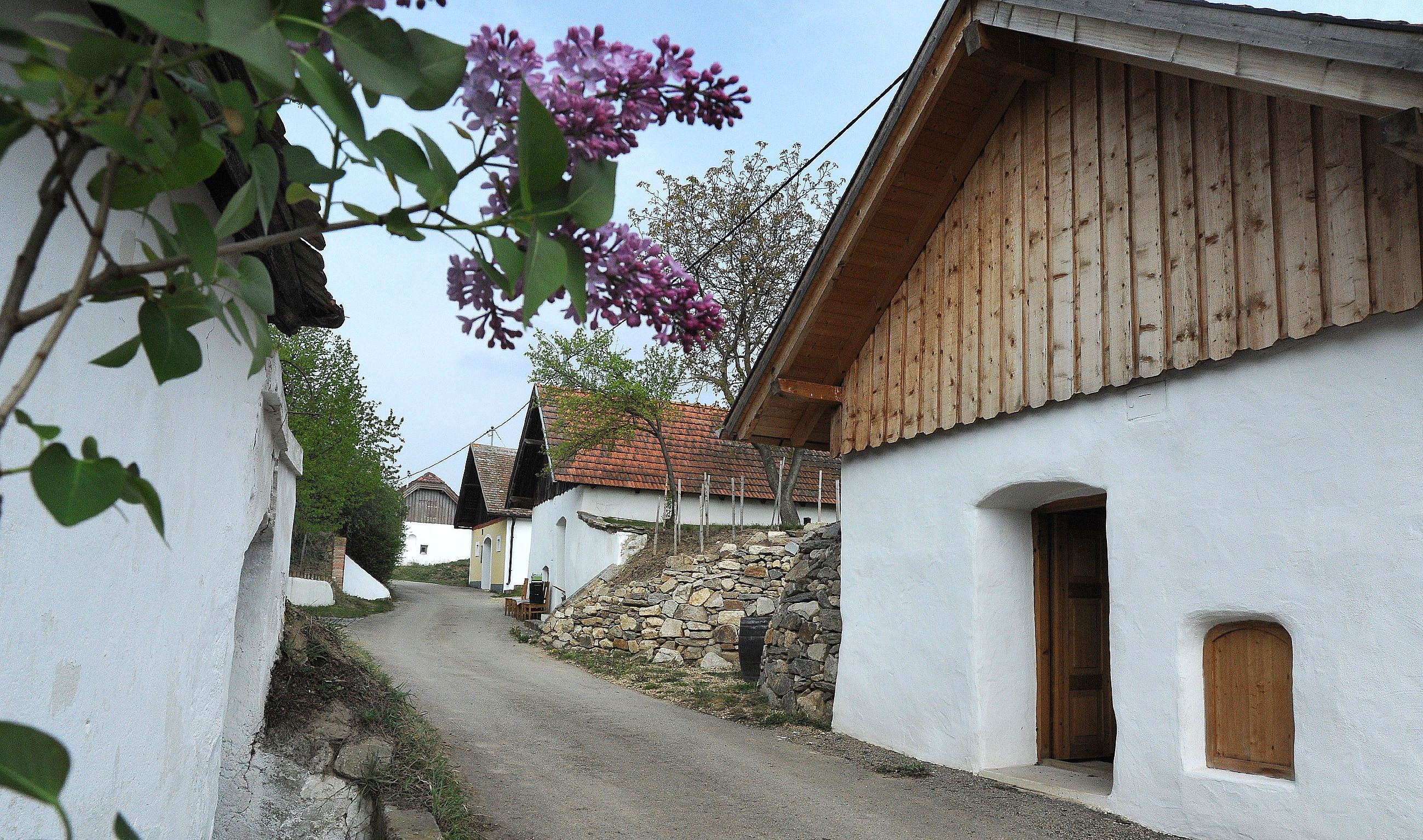 A picturesque wine cellar lane with white press houses and blooming lilacs in the foreground.