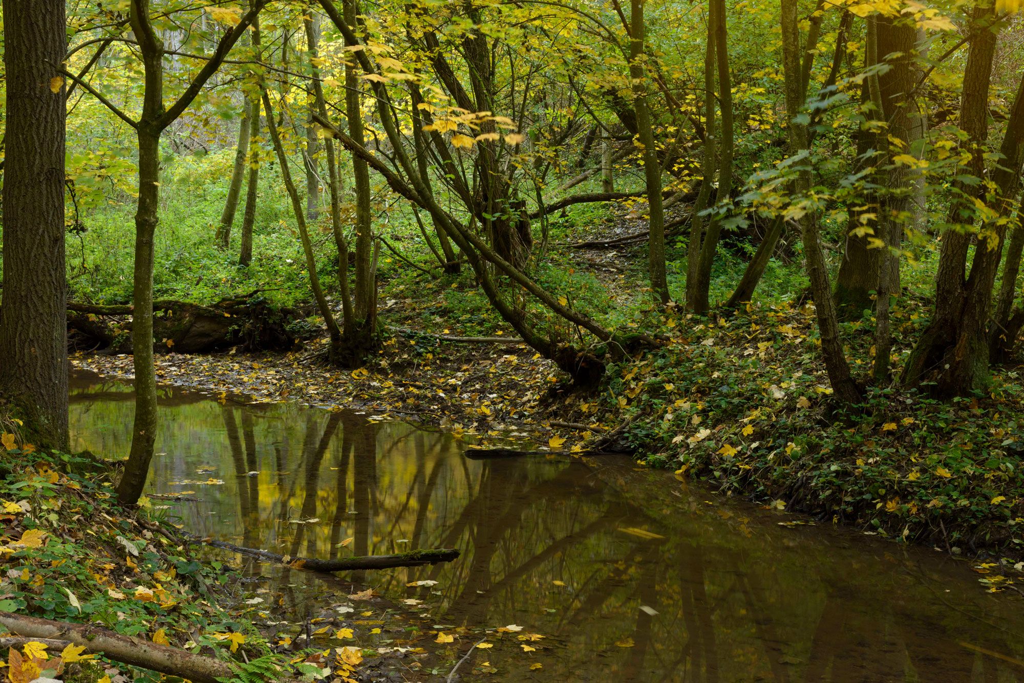 Autumn landscape in the Pulkau valley with colorful foliage