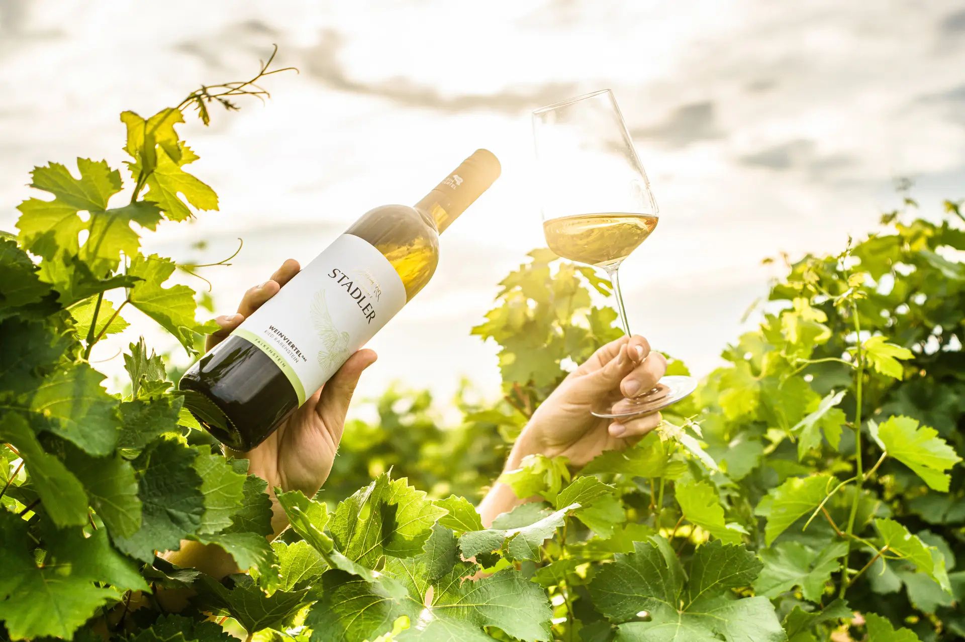 One hand holds a wine bottle, another a wine glass in a vineyard in the sunlight.
