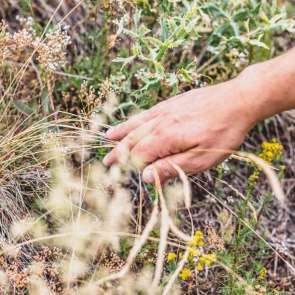 When dry grasslands in the Wachau bloom., © Donau NÖ/Pamela Schmatz