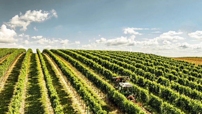 Tractor in a sunny vineyard with green rows of vines.