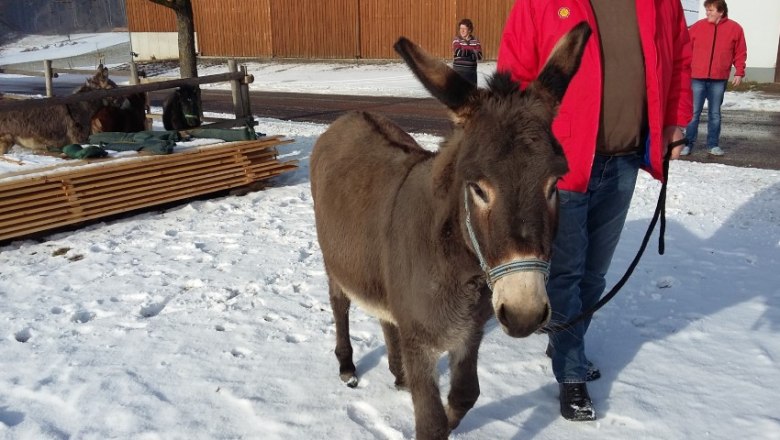 Donkey Lilly, &copy; Fam. Himmelmayer