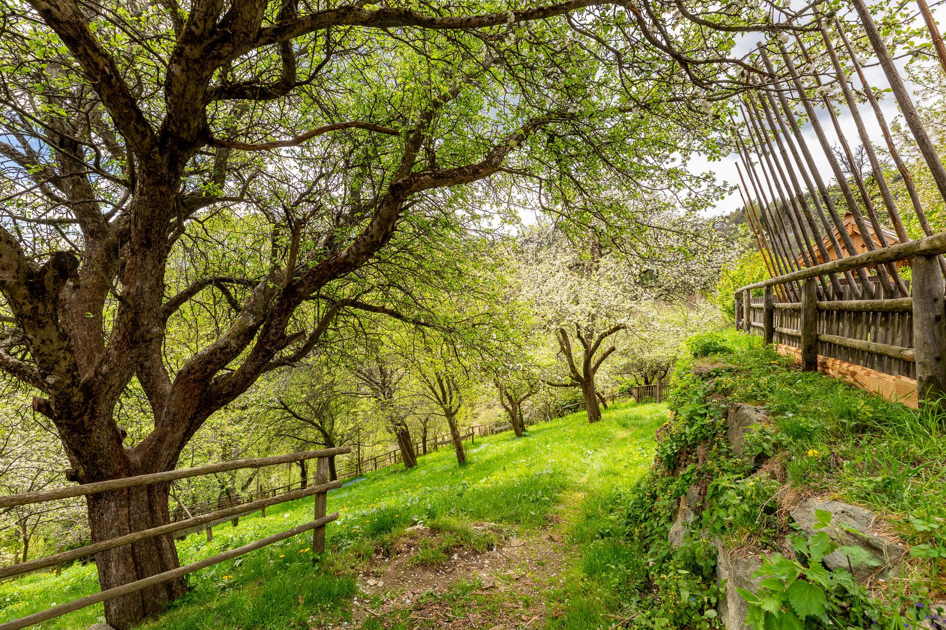 Green landscape with trees and wooden fence.