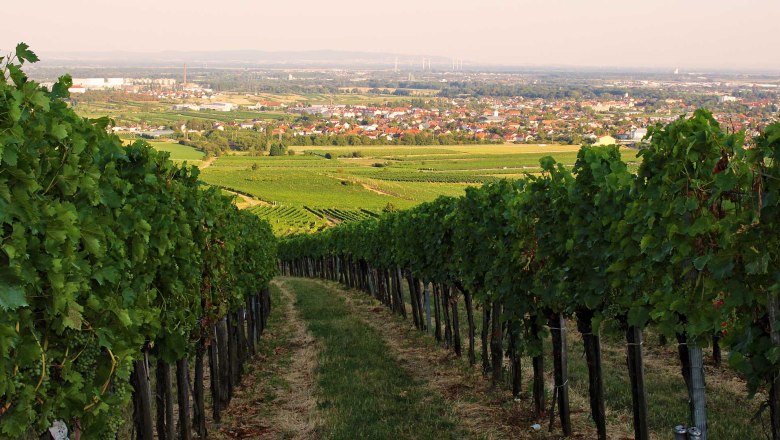 Vineyards, &copy; Weingut & Heuriger Breyer