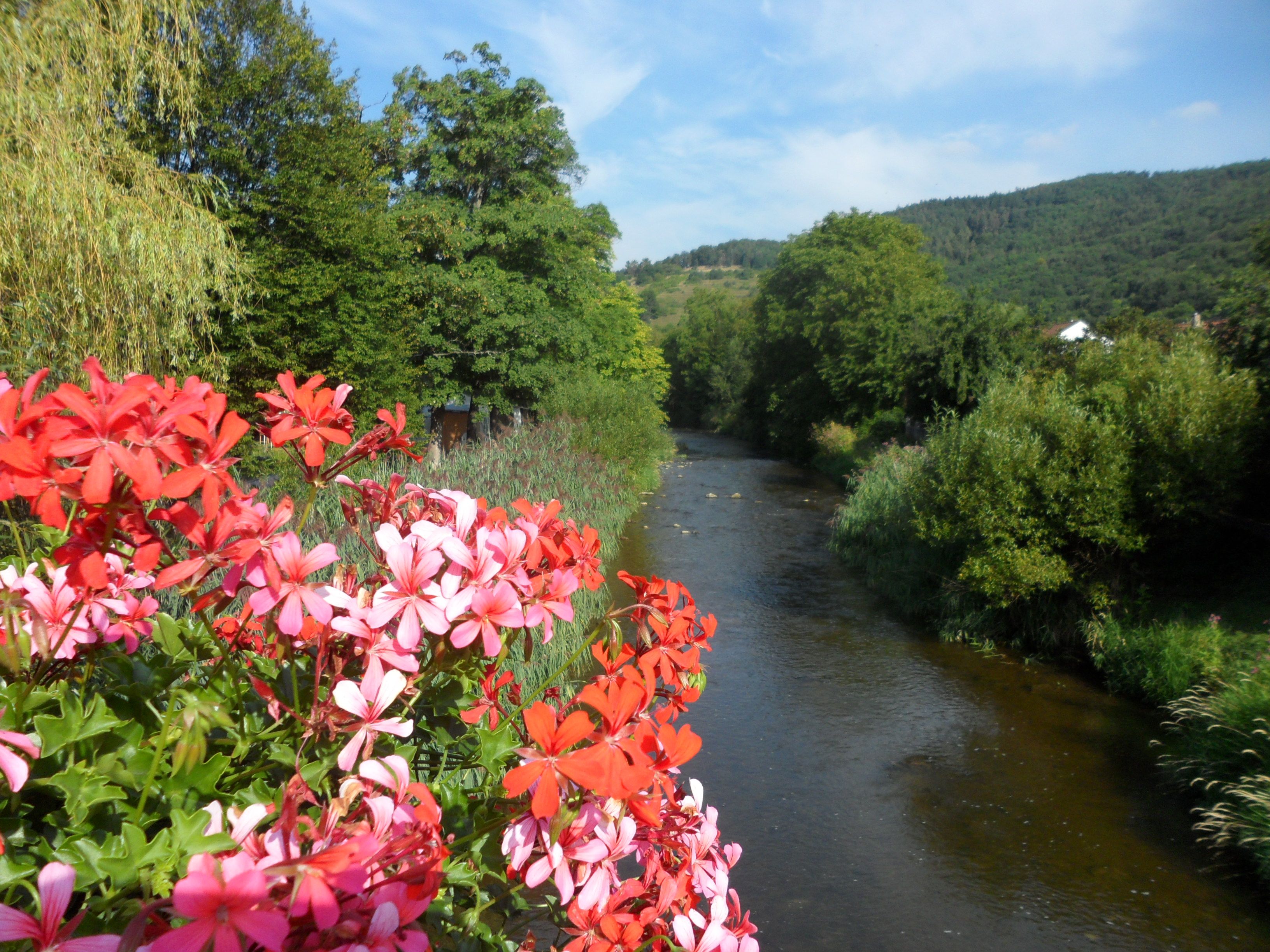River with colorful flowers in the foreground and wooded hills in the background.