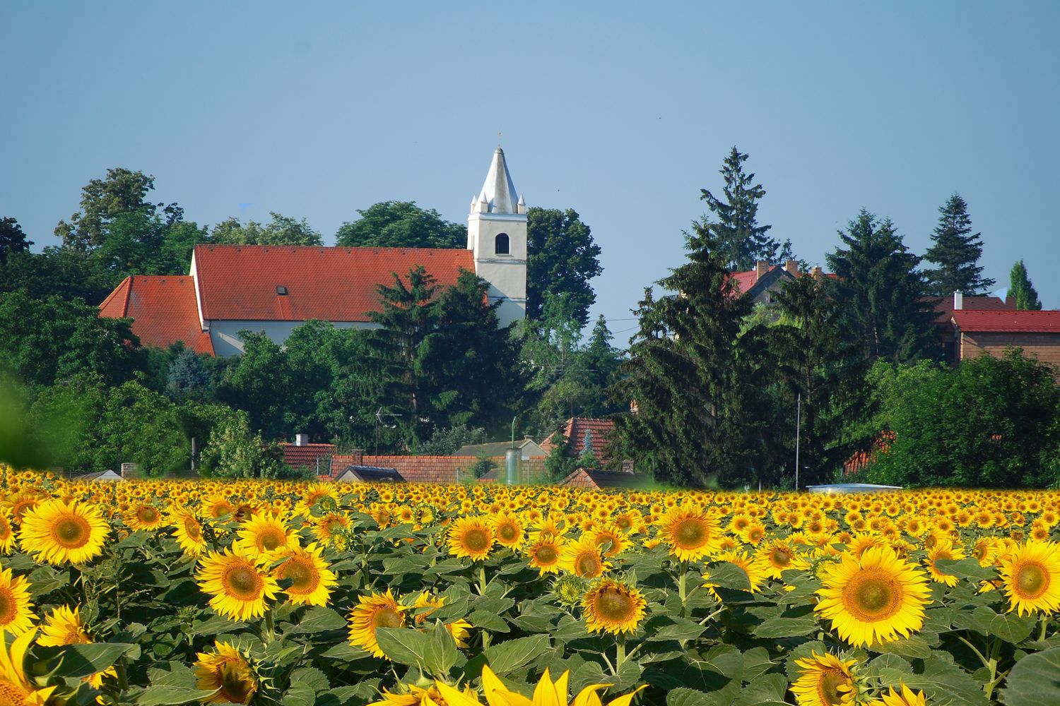 A church with a red roof and tower in the background, surrounded by trees, in front of a large field of sunflowers.