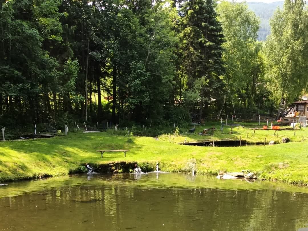 A quiet fishing pond with surrounding forest and meadow.