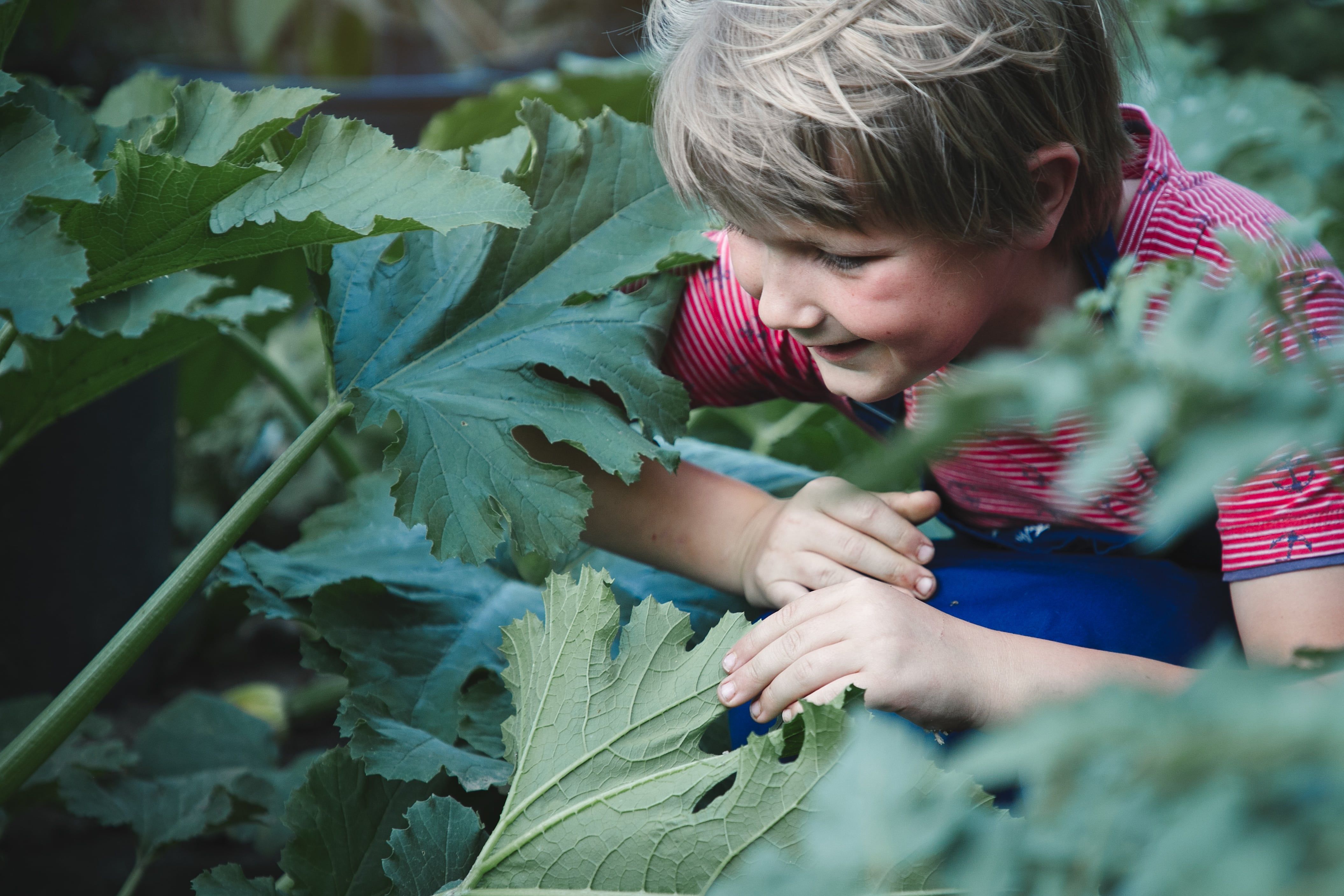 A child in a cottage garden, surrounded by large green leaves, smiles and looks curiously at the plants.