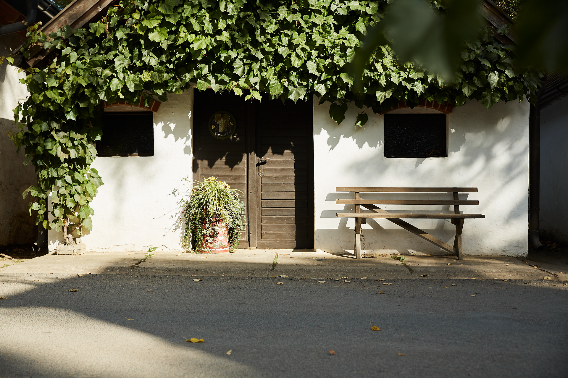 Wine cellar lane in Hadres with white houses and vines.