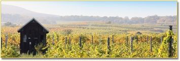 Vineyard with small wooden house and hill in the background.
