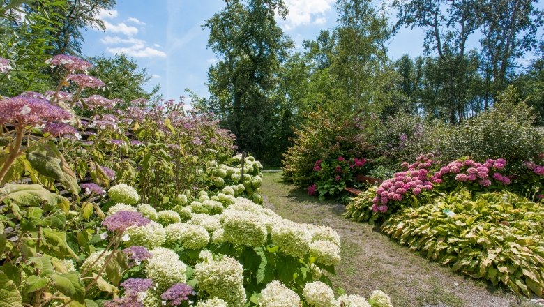 A garden path surrounded by blooming hydrangeas in various colors under a blue sky.