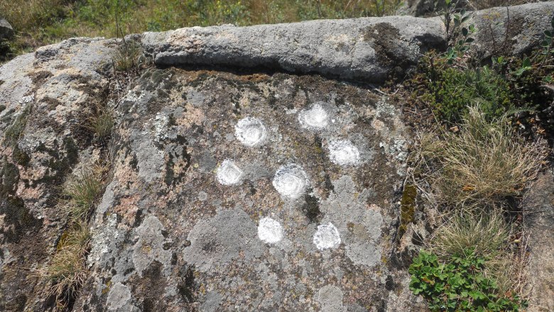A rock with several white, circular markings in a natural environment.