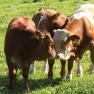Three young cattle stand on a green meadow and touch each other with their heads.