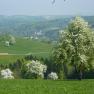 Blossoming pear trees around the Gölsenhof, © Fam. Büchinger