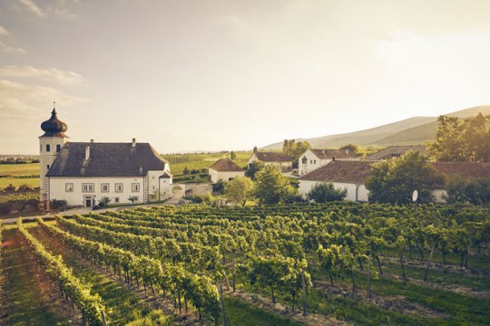 Freigut Thallern, Gumpoldskirchen, © Niederösterreich-Werbung/Andreas Hofer